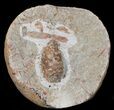 D, Oligocene Aged Fossil Pine Cone - Germany #50769-1